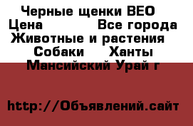 Черные щенки ВЕО › Цена ­ 5 000 - Все города Животные и растения » Собаки   . Ханты-Мансийский,Урай г.